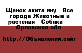 Щенок акита ину - Все города Животные и растения » Собаки   . Орловская обл.